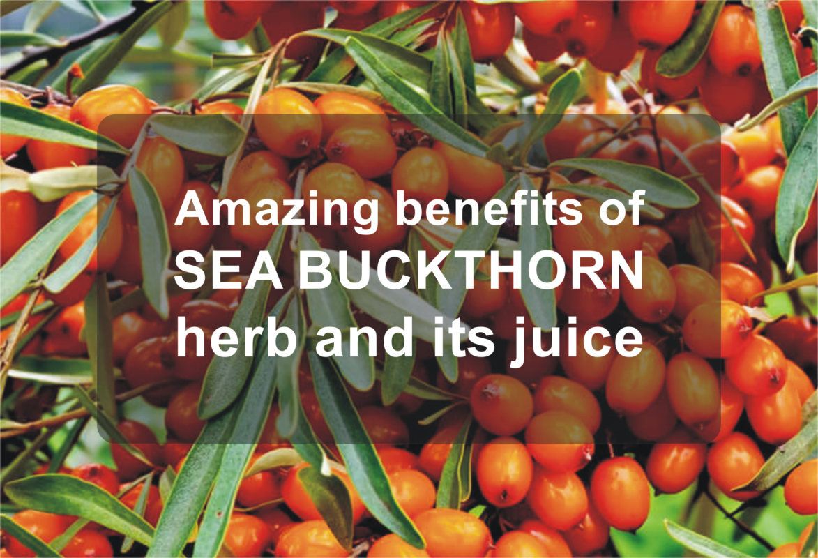 Amazing benefits of sea buckthorn herb and its juice